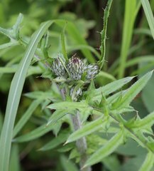 Cirsium oligophyllum