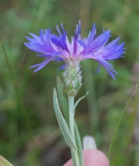 Centaurea fuscomarginata