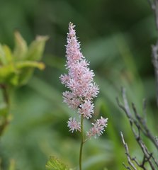 Astilbe formosa