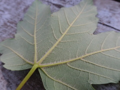 Acer pseudoplatanus