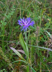 Centaurea fuscomarginata