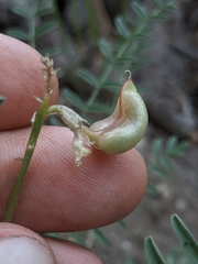 Astragalus bolanderi