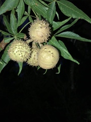 Aesculus glabra arguta