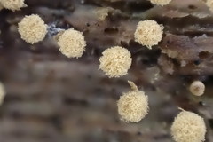 Arcyria pomiformis
