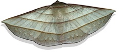 Sarcinodes aequilinearia