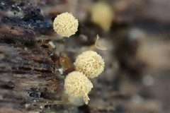 Arcyria pomiformis