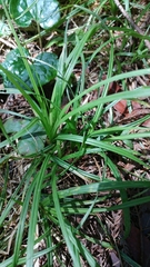 Carex bolanderi