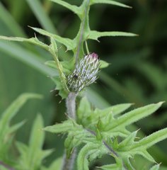 Cirsium oligophyllum