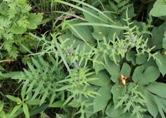 Cirsium oligophyllum