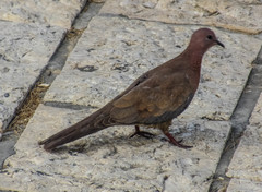 Streptopelia senegalensis