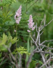 Astilbe formosa