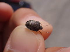 Holcostethus albipes