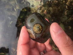 Testudinalia testudinalis