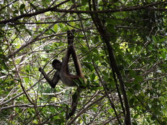 Ateles geoffroyi vellerosus