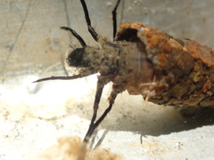 Dicosmoecus