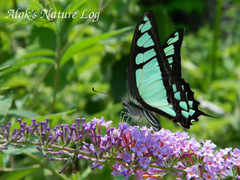 Graphium cloanthus