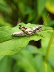 Dendrotettix quercus