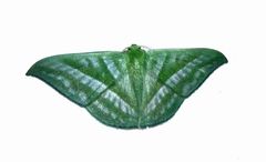 Mixochlora argentifusa