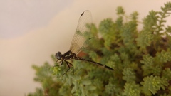 Macrothemis pseudimitans