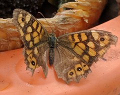 Pararge aegeria