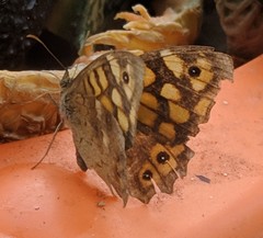 Pararge aegeria