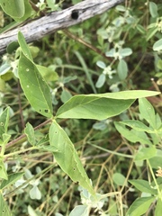 Polanisia dodecandra trachysperma