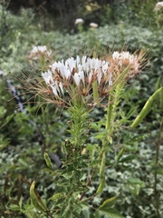 Polanisia dodecandra trachysperma