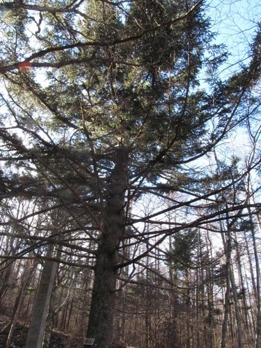 Alcock's spruce (Picea alcoquiana)