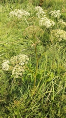 Ostericum palustre