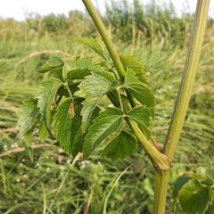 Ostericum palustre