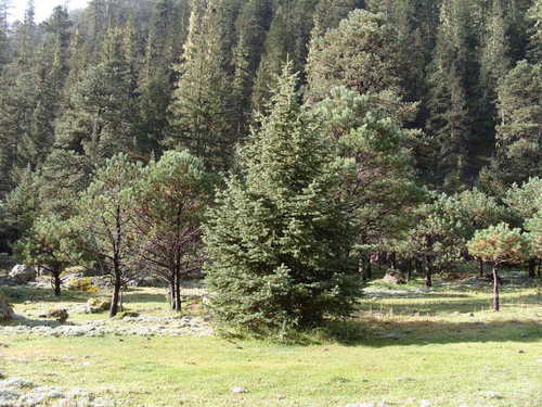 Chihuahua spruce