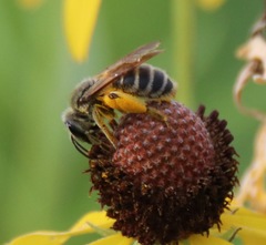 Andrena rudbeckiae