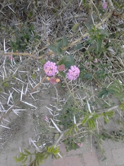 Lantana camara