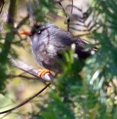 Hypsipetes borbonicus