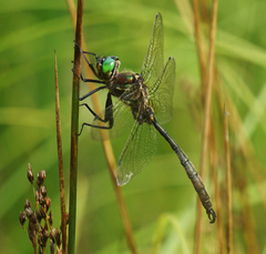 Somatochlora hineana