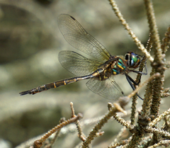 Somatochlora hineana