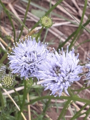 Jasione montana