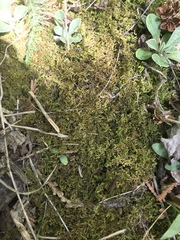 Brachythecium laetum