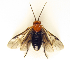 Hemichroa australis