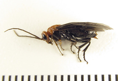 Hemichroa australis