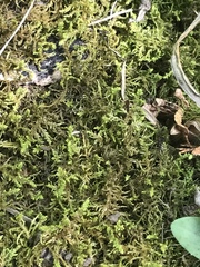 Brachythecium laetum