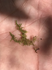 Brachythecium laetum