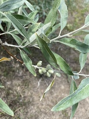Elaeagnus angustifolia