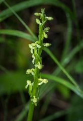 Platanthera huronensis