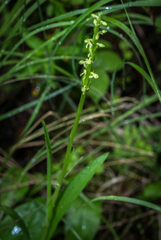 Platanthera huronensis