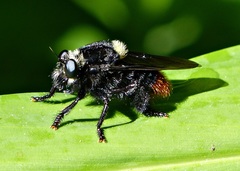 Mallophora ruficauda