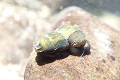 Juga plicifera