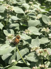 Apis mellifera