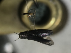 Agrilus granulatus
