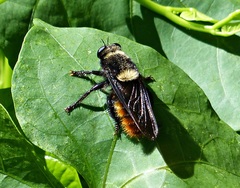 Mallophora ruficauda